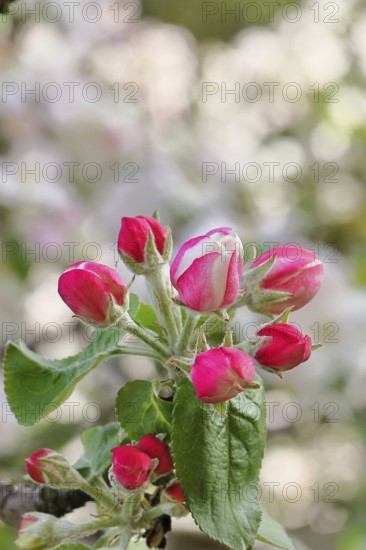 Apple blossoms (Malus), red still closed blossoms, bokeh in the background, close-up, spring, Wilnsdorf, North Rhine. Westphalia, Germany
