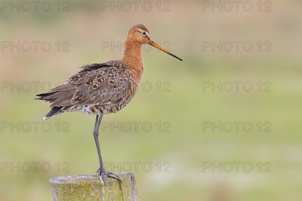Black-tailed godwit (limosa limosa), on a perch, on a fence post, snipe birds, wildlife, nature photography, wet meadow, Ochsenmoor, Lake DÃ¼mmer, Lembruch, Lower Saxony, Germany