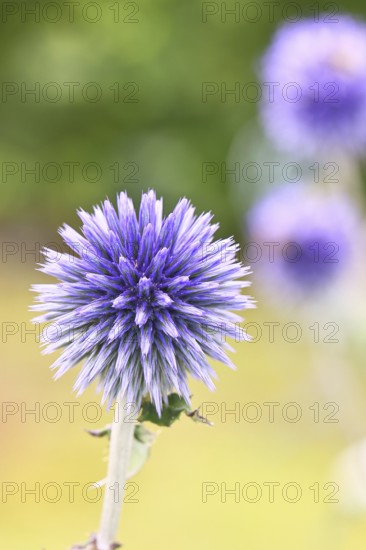 Blue globe thistle (Echinops ritro), flower, ornamental plant in a garden, Wilnsdorf, North Rhine-Westphalia, Germany