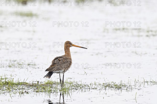 Black-tailed godwit (limosa limosa), in morning mist on a flooded meadow, snipe birds, wildlife, nature photography, wet meadow, Ochsenmoor, Lake DÃ¼mmer, Lembruch, Lower Saxony, Germany