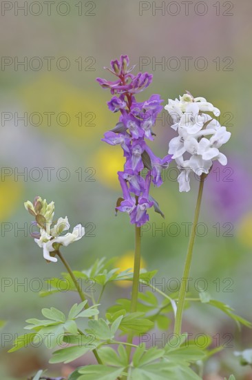 Hollow larkspur (Corydalis cava), inflorescence in a beech forest, spring, Wilnsdorf, North Rhine-Westphalia, Germany