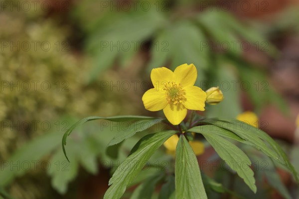 Yellow Anemone, Anemone ranunculoides, Yellow Wood Anemone, Anemone ranunculoides, in a beech forest, Wilnsdorf, North Rhine-Westphalia, Germany