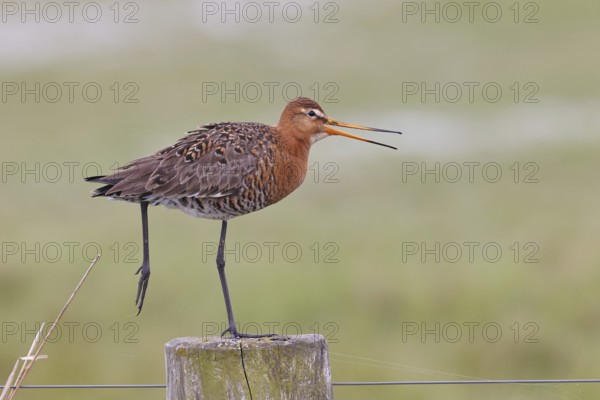 Black-tailed godwit (limosa limosa), on a perch, on a fence post, calling, snipe birds, wildlife, nature photography, wet meadow, Ochsenmoor, Lake DÃ¼mmer, Lembruch, Lower Saxony, Germany