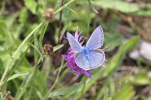 Common blue butterfly (Polyommatus icarus), male on a flower of the meadow knapweed or common knapweed (Centaurea jacea) on a forest path, upper wing, butterfly (diurnal butterfly) of the family Lycaenidae, occurrence in Europe, North Africa and Asia, wildlife, Wilnsdorf, North Rhine-Westphalia, Germany