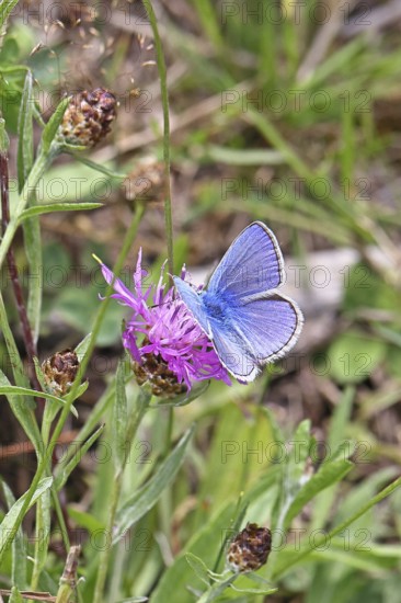 Common blue butterfly (Polyommatus icarus), male on a flower of the meadow knapweed or common knapweed (Centaurea jacea) on a forest path, upper wing, butterfly (diurnal butterfly) of the family Lycaenidae, occurrence in Europe, North Africa and Asia, wildlife, Wilnsdorf, North Rhine-Westphalia, Germany