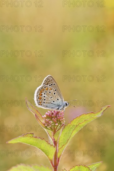 Blue butterfly (Polyommatus icarus), Common blue, female on a flower of Hemp agrimony (Asteraceae) on a forest path, underside of wings, butterfly (butterfly) of the family Lycaenidae, occurring in Europe, North Africa and Asia, Wildlife, Wilnsdorf, North Rhine-Westphalia, Germany