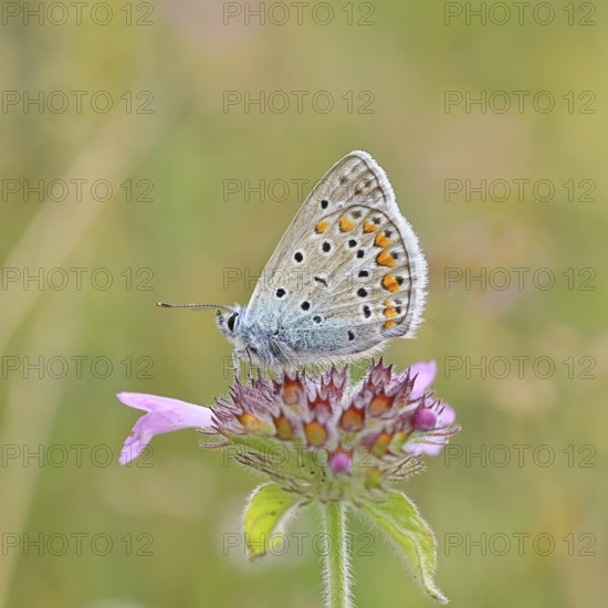 Blue butterfly (Polyommatus icarus), common blue, female on a flower of the woodland cistus (Stachys sylvatica) on a forest path, underside of wings, butterfly (butterfly) of the family Lycaenidae, occurrence in Europe, North Africa and Asia, wildlife, Wilnsdorf, North Rhine-Westphalia, Germany