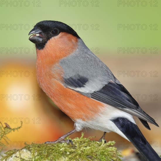Bullfinch (Pyrrhula pyrrhula), male, sitting on moss, Wilnsdorf, North Rhine-Westphalia, Germany