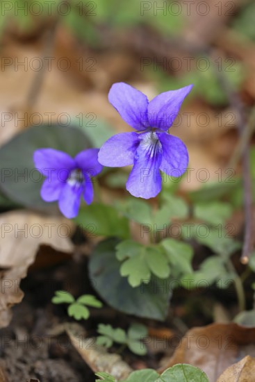 Grove violet (Viola riviniana), blue flower, on the forest floor in a beech forest, spring, Wilnsdorf, North Rhine-Westphalia, Germany