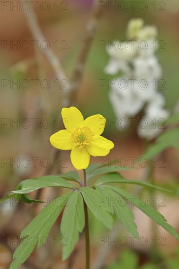 Yellow Anemone, Anemone ranunculoides, Yellow Wood Anemone, Anemone ranunculoides, in a beech forest, Wilnsdorf, North Rhine-Westphalia, Germany