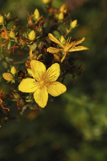 Common St John's wort (Hypericum perforatum), spotted St John's wort or common St John's wort (Hypericum perforatum), blood herb, St John's wort, spotted St John's wort, medicinal plant, close-up of a flower, Wilnsdorf, North Rhine-Westphalia, Germany
