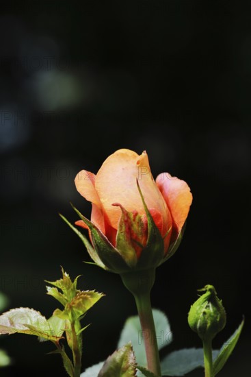 Rose blossom (Rosa sp.), salmon-coloured blossom with dark background, in a garden, Wilnsdorf, North Rhine-Westphalia, Germany