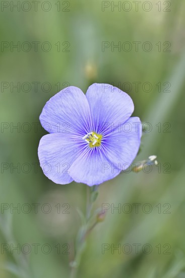 Flax (Linum usitatissimum), blue flower, medicinal plant, Wilnsdorf, North Rhine-Westphalia, Germany