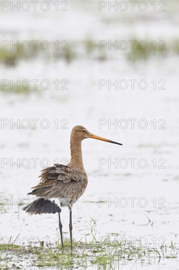 Black-tailed godwit (limosa limosa), in morning mist on a flooded meadow, snipe birds, wildlife, nature photography, wet meadow, Ochsenmoor, Lake DÃ¼mmer, Lembruch, Lower Saxony, Germany