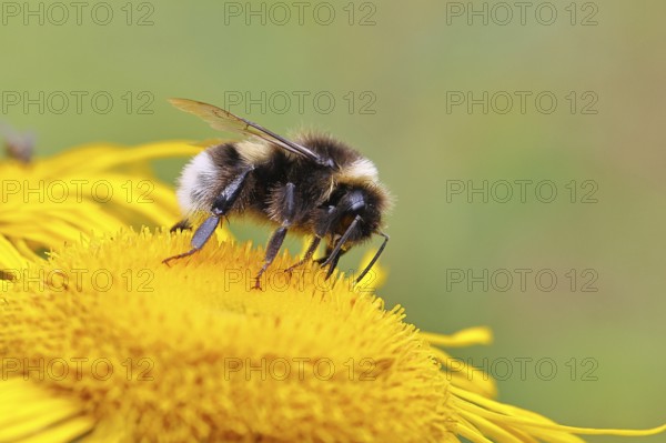 Garden bumblebee (Bombus hortorum), garden bumblebee, collecting nectar on a yellow flower of a Great Telekie (Telekia speciosa), Wilnsdorf, North Rhine-Westphalia, Germany