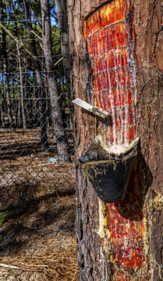 Extraction of tree resin according to traditional tradition, forest area in Nazare, Portugal