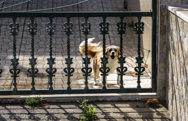 Small barking dog behind the gate of a private property, Nazare, Portugal