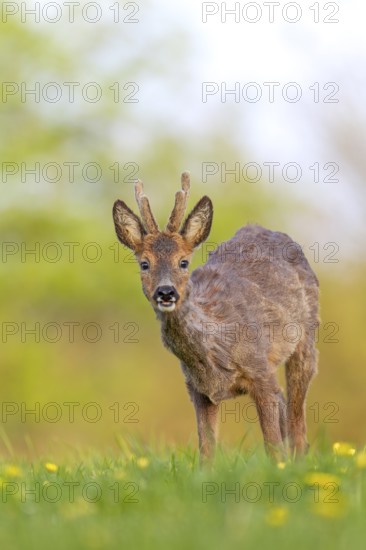 Roebuck (Capreolus capreolus) yearling with bast horns on a dandelion meadow in search of food, changing coat, attentive, eyes, eye contact, Germany