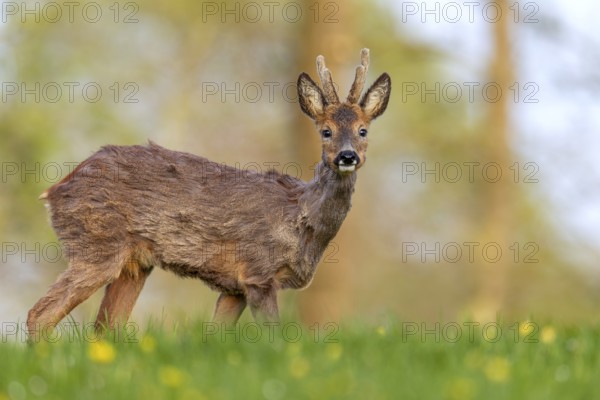 Roebuck (Capreolus capreolus) yearling grazing in a meadow with dandelions, change of coat, attentive, eyes, eye contact, Germany