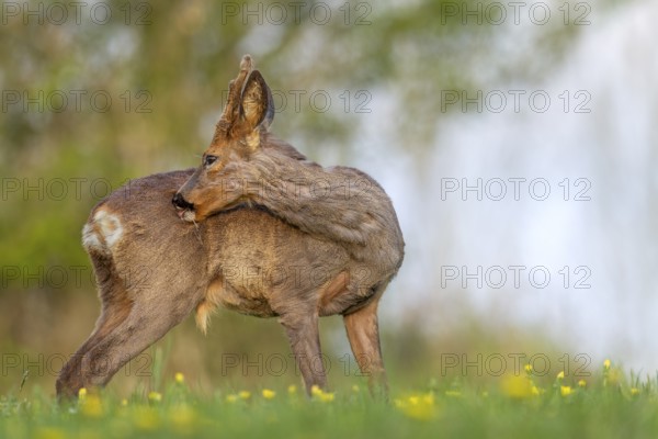 Roebuck (Capreolus capreolus) yearling in the bast during grooming, change of coat, Germany