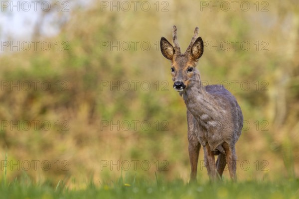 Roebuck (Capreolus capreolus) yearling with velvet horns, change of coat, attentive, Germany
