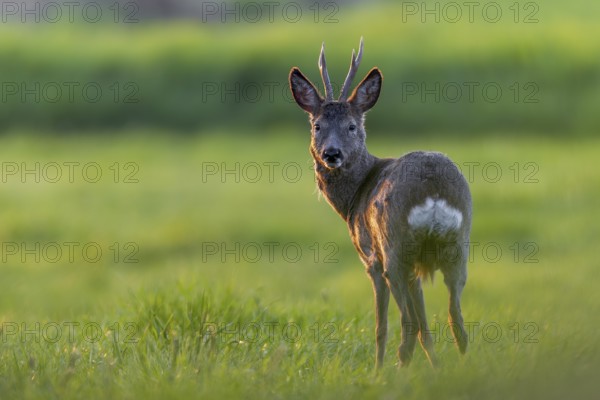 Roebuck (Capreolus capreolus) in the evening light on a grazing area, eyes, eye contact, Germany