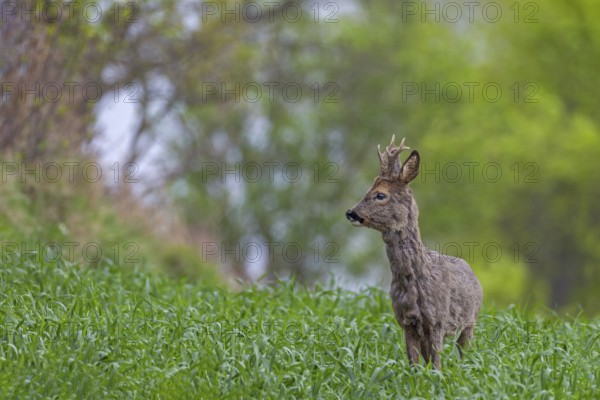 Roebuck (Capreolus capreolus) in a knee-high maize field, changing coat, attentive, Germany