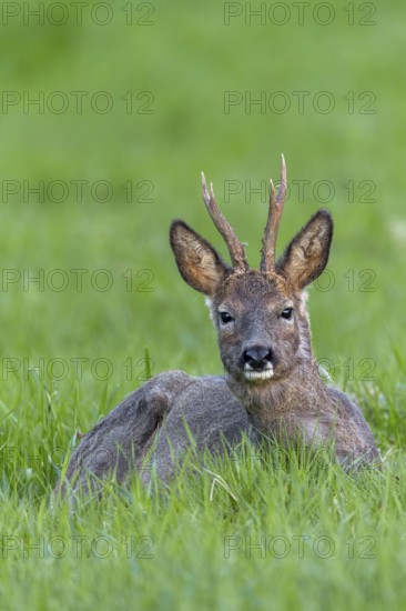 Roebuck (Capreolus capreolus) in change of coat resting in a meadow, eyes, eye contact, change of coat, lying, Germany