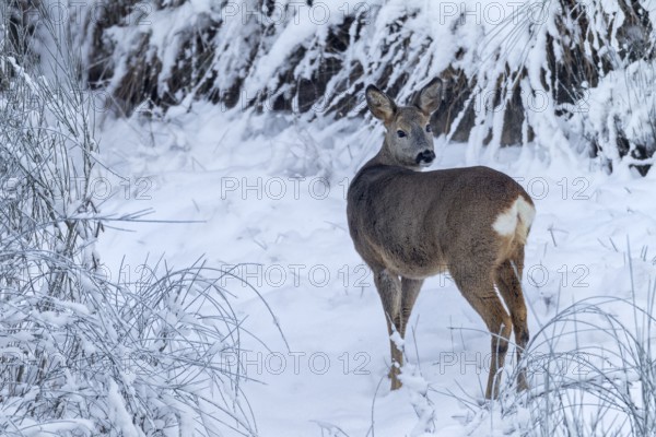 Doe (Capreolus capreolus) on one of the few real winter days in northern Germany, winter coat, Germany