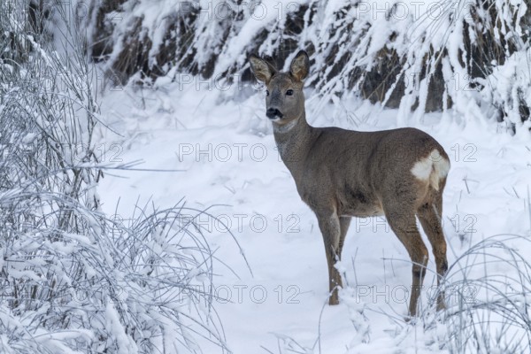 A thick coat protects the roe deer (Capreolus capreolus) from ice and cold in winter, winter coat, Germany