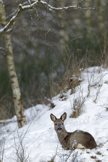 A doe (Capreolus capreolus) rests in the snow on a slope and enjoys the winter sun, always remaining alert, winter coat, Germany
