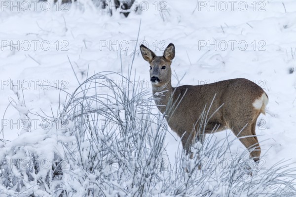 A roe deer (Capreolus capreolus) in a snowy winter landscape, Winterfell, Germany