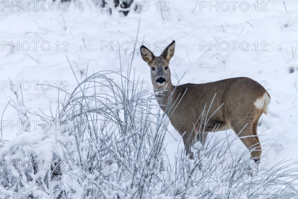 A doe (Capreolus capreolus), name for the female roe deer, in winter, winter coat, Germany
