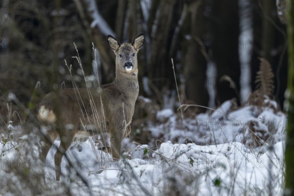 A roe buck (Capreolus capreolus) in winter with freshly shed antlers, winter coat, antler shedding, shedding season, Germany