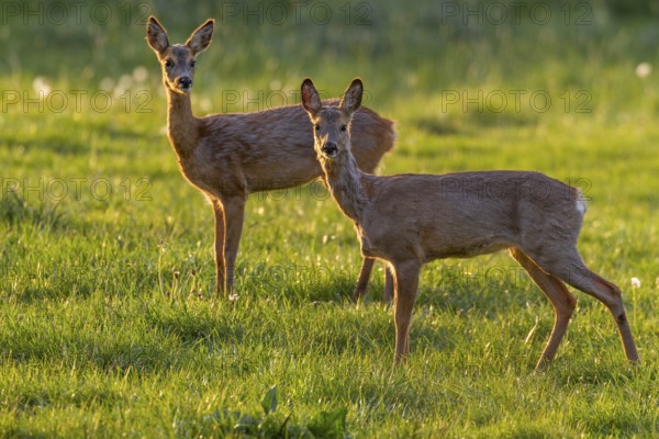 Two roe deer (Capreolus capreolus) change in the evening to graze on a moor meadow, spring, evening light, eyes, eye contact, Germany
