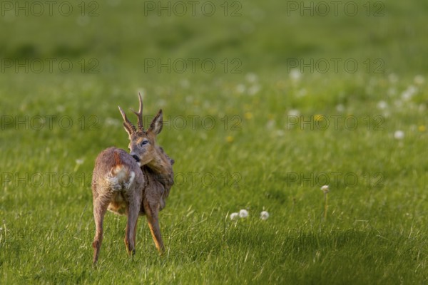A roebuck (Capreolus capreolus) grooming, the old winter coat is visibly disturbing, coat change, grooming, Germany