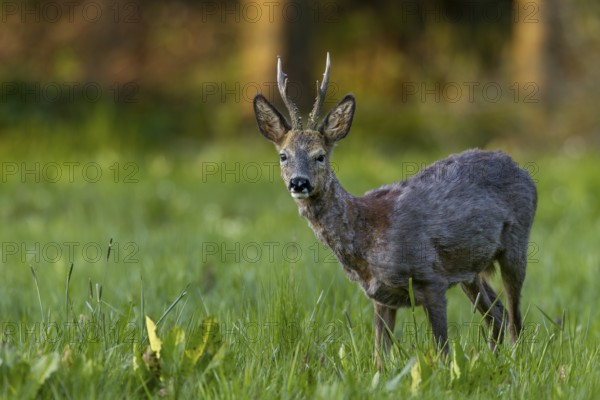 A roebuck (Capreolus capreolus) loses its winter coat and the red summer coat becomes visible in many places, change of coat, eyes, eye contact, Germany
