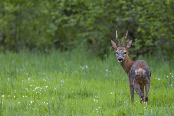 From mid-May, many roebucks (Capreolus capreolus) have almost completed their change of coat, eyes, eye contact, change of coat, Germany