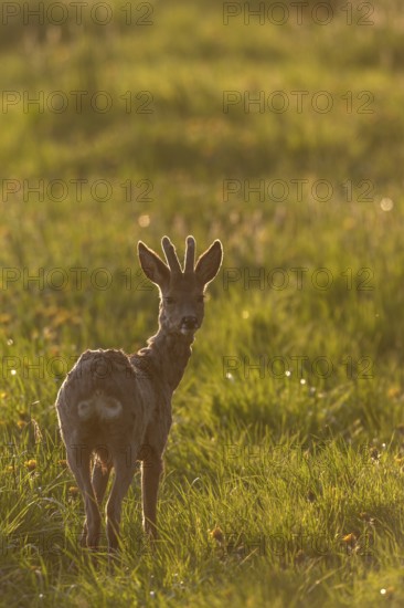 Roebuck (Capreolus capreolus) with velvet horns in backlight, eyes, eye contact, change of coat, Germany