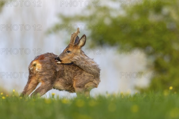 The shedding winter coat disturbs the young roebuck (Capreolus capreolus) during grooming, change of coat, Germany