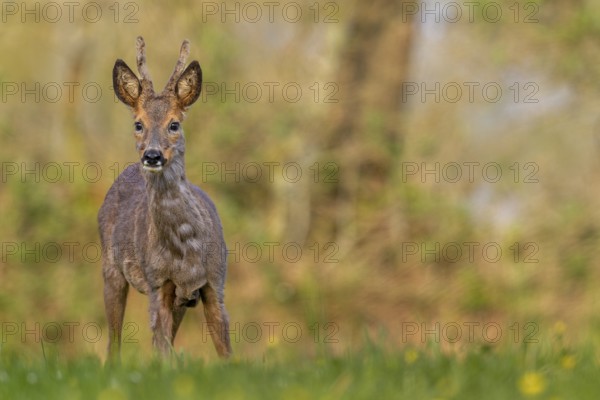Roebuck (Capreolus capreolus) yearling eyes attentive, change of coat, attentive, Germany
