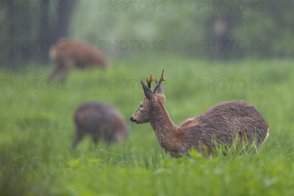A roebuck (Capreolus capreolus) and two doe grazing in the rain in a meadow, change of coat, Germany