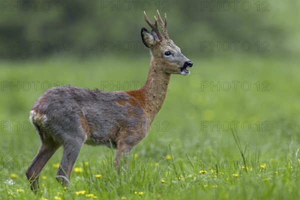 The roebuck (Capreolus capreolus) is massively infested with ticks, if you look closely you can recognise a large number of these parasites at the base of the neck and throat, change of coat, Germany