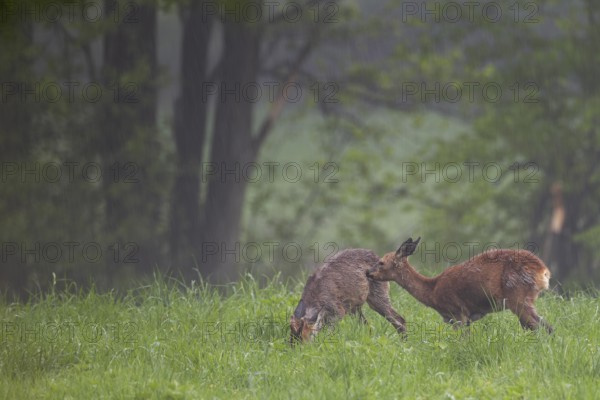 A doe licks and nibbles the fur of a young roebuck (Capreolus capreolus), perhaps they are siblings from the previous year, social behaviour, proximity, change of coat, Germany