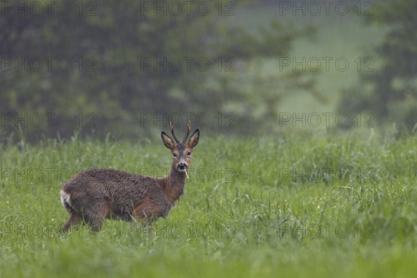 A roe buck (Capreolus capreolus) grazing in a meadow during a rain shower, change of coat, eyes, eye contact, Germany