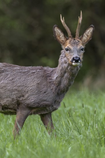 Portrait of roebuck (Capreolus capreolus), eyes, eye contact, Germany