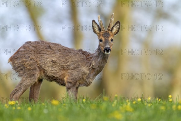 Roebuck (Capreolus capreolus) yearling with bast horns on a dandelion meadow in search of food, changing coat, attentive, eyes, eye contact, Germany