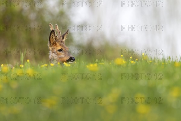 Roebuck (Capreolus capreolus) yearling resting on a dandelion meadow, changing coat, attentive, lying, Germany