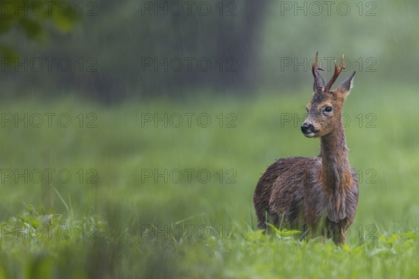 Roebuck (Capreolus capreolus) during a rain shower, the retracted eavesdroppers signalise aggression towards another male, hostility, change of coat, Germany