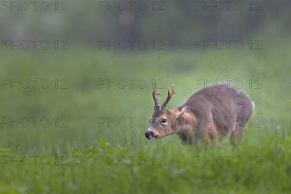 A roebuck (Capreolus capreolus) stands in the pouring rain in a meadow and shakes water out of its fur, change of coat, Germany